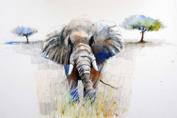 Learn To Sketch Elephants, Safari Sketching Course