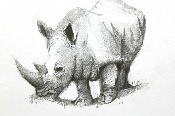 Rhino-e1643808926897